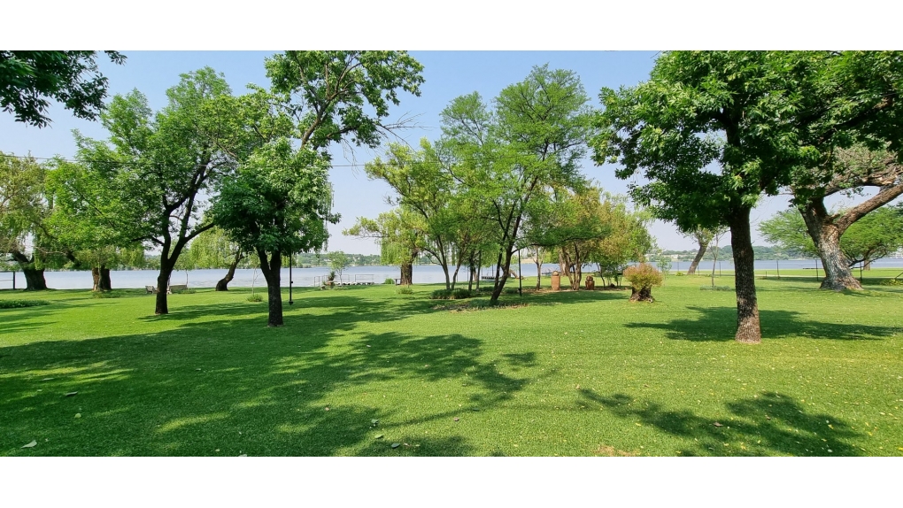 Riverfront Trees